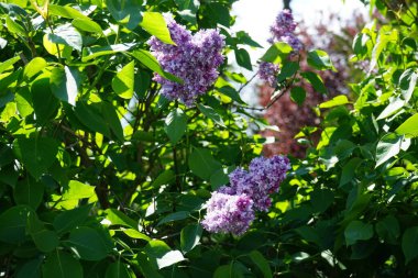 Mayıs 'ta mor leylak çalısı. Leylak, Oleaceae, Oleaceae familyasından çiçekli bir bitki türü. Berlin, Almanya 