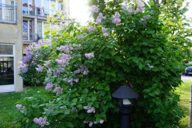 Mayıs 'ta mor leylak çalısı. Leylak, Oleaceae, Oleaceae familyasından çiçekli bir bitki türü. Berlin, Almanya 
