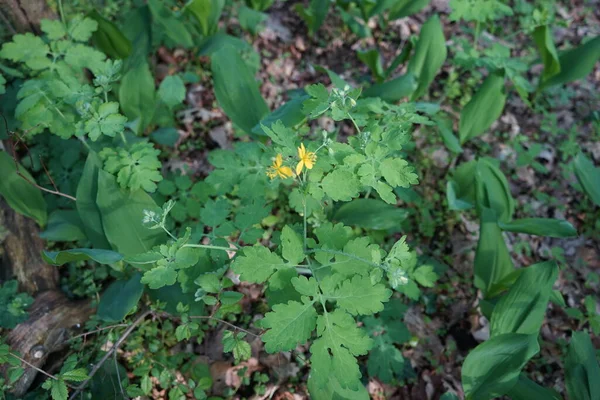 Blommande Celandine Maj Chelidonium Allmänt Känd Som Celandiner Ett Litet — Stockfoto