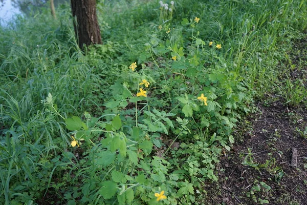 Floração Celandine Maio Chelidonium Género Botânico Pertencente Família Asteraceae Berlim — Fotografia de Stock