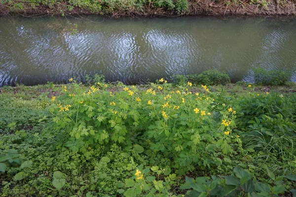 Floração Celandine Maio Chelidonium Género Botânico Pertencente Família Asteraceae Berlim — Fotografia de Stock