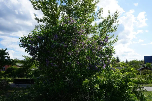 보라색 라일락 덤불이에요 라일락 Lilac 라일락 Lilac 올리브 속하는 꽃식물의 — 스톡 사진