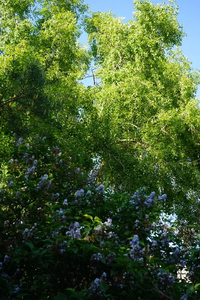Arbusto Lilás Roxo Maio Syringa Vulgaris Uma Espécie Angiospermas Família — Fotografia de Stock