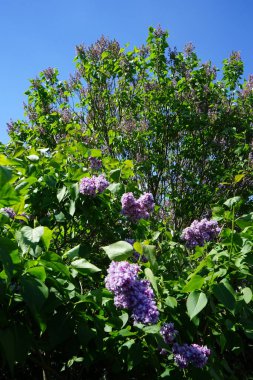 Mayıs 'ta mor leylak çalısı. Leylak, Oleaceae, Oleaceae familyasından çiçekli bir bitki türü. Berlin, Almanya 
