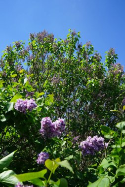 Mayıs 'ta mor leylak çalısı. Leylak, Oleaceae, Oleaceae familyasından çiçekli bir bitki türü. Berlin, Almanya 