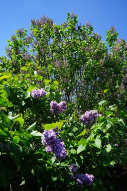 Mayıs 'ta mor leylak çalısı. Leylak, Oleaceae, Oleaceae familyasından çiçekli bir bitki türü. Berlin, Almanya 