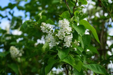 Mayıs 'ta beyaz leylak çalısı. Leylak, Oleaceae, Oleaceae familyasından çiçekli bir bitki türü. Berlin, Almanya 