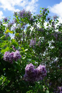 Mayıs 'ta mor leylak çalısı. Leylak, Oleaceae, Oleaceae familyasından çiçekli bir bitki türü. Berlin, Almanya 