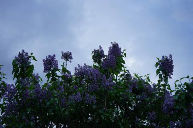 Mayıs 'ta mor leylak çalısı. Leylak, Oleaceae, Oleaceae familyasından çiçekli bir bitki türü. Berlin, Almanya 