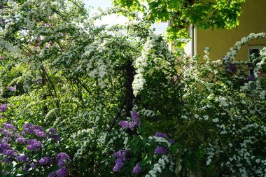 Mayısta bahçede çiçek açan mor şırınga vulgarisi ve beyaz Spiraea sineması. Berlin, Almanya  