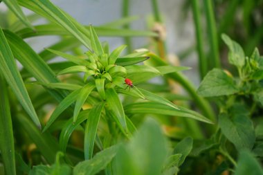 Zambak böcekleri ve diğer soğanlı bitkiler, Criocerinae familyasından Chrysomelidae familyasına ait bir böcek türü. Berlin, Almanya  