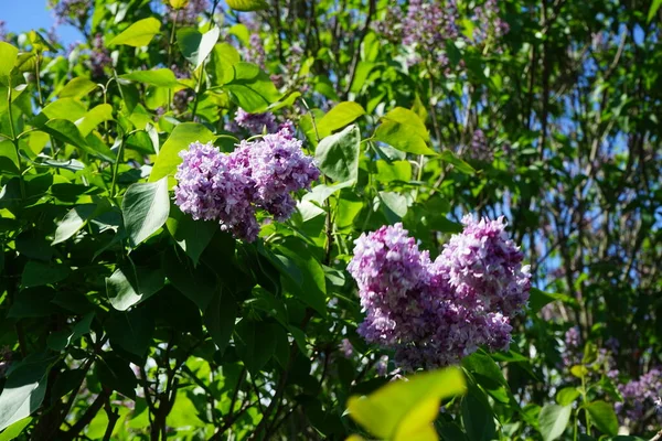 Paarse Lila Struik Mei Syringa Vulgaris Een Plant Uit Olijffamilie — Stockfoto