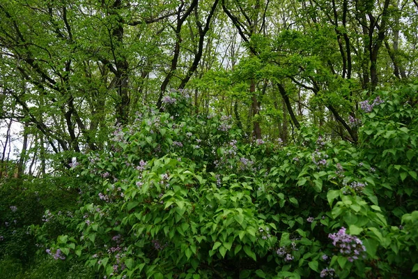 Пурпуровий Буш Травні Syringa Vulgaris Вид Квіткових Рослин Родини Oleaceae — стокове фото