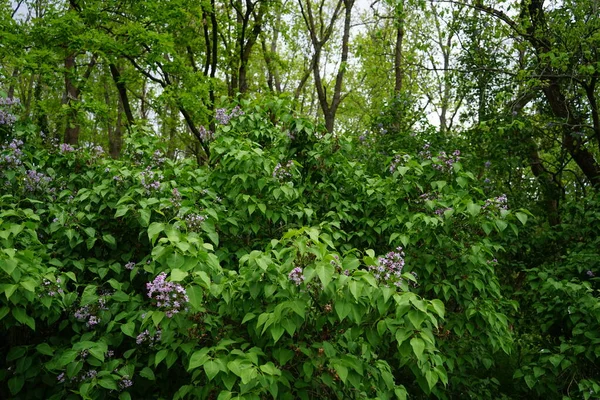 Lila Fliederbusch Mai Syringa Vulgaris Der Flieder Oder Flieder Ist — Stockfoto