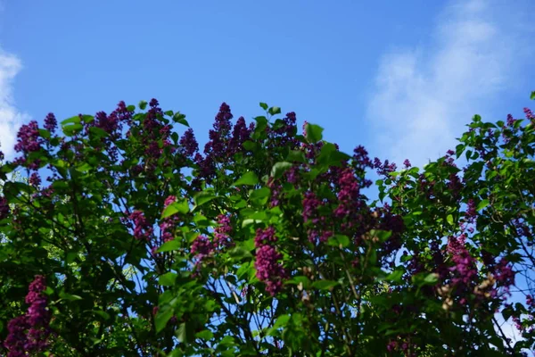 Burgundy Lilac Bush May Syringa Vulgaris Lilac Common Lilac Species — Stock Photo, Image