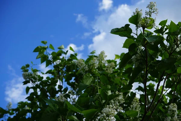 Arbusto Lilás Branco Maio Syringa Vulgaris Uma Espécie Angiospermas Família — Fotografia de Stock