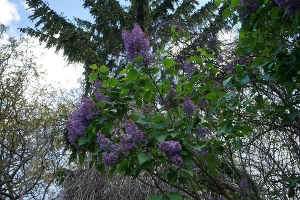 Fialový Šeříkový Keř Květnu Syringa Vulgaris Šeřík Nebo Obyčejný Šeřík — Stock fotografie