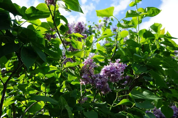Mayıs 'ta mor leylak çalısı. Leylak, Oleaceae, Oleaceae familyasından çiçekli bir bitki türü. Berlin, Almanya 