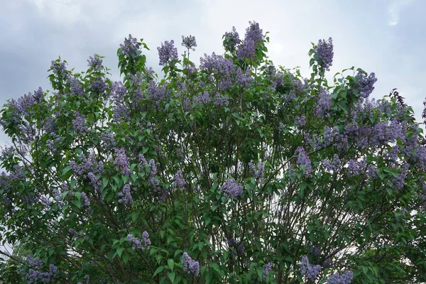 Arbusto Lila Púrpura Mayo Syringa Vulgaris Una Especie Planta Fanerógama — Foto de Stock