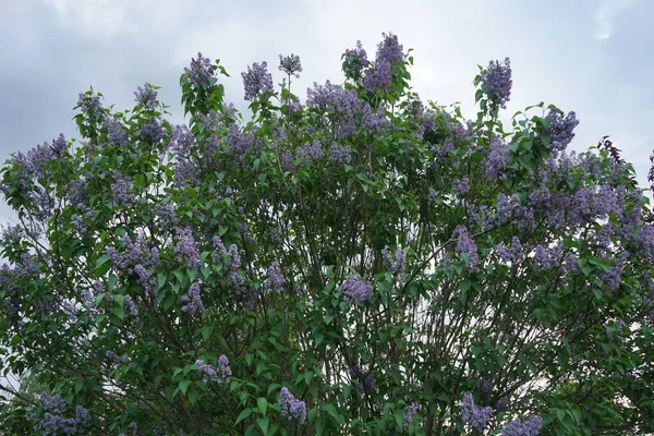 Arbusto Lilás Roxo Maio Syringa Vulgaris Uma Espécie Angiospermas Família — Fotografia de Stock