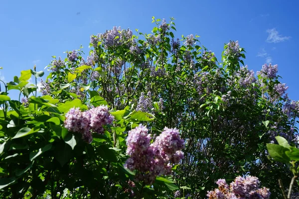 Purple Lilac Bush May Syringa Vulgaris Lilac Common Lilac Species — Stock Photo, Image