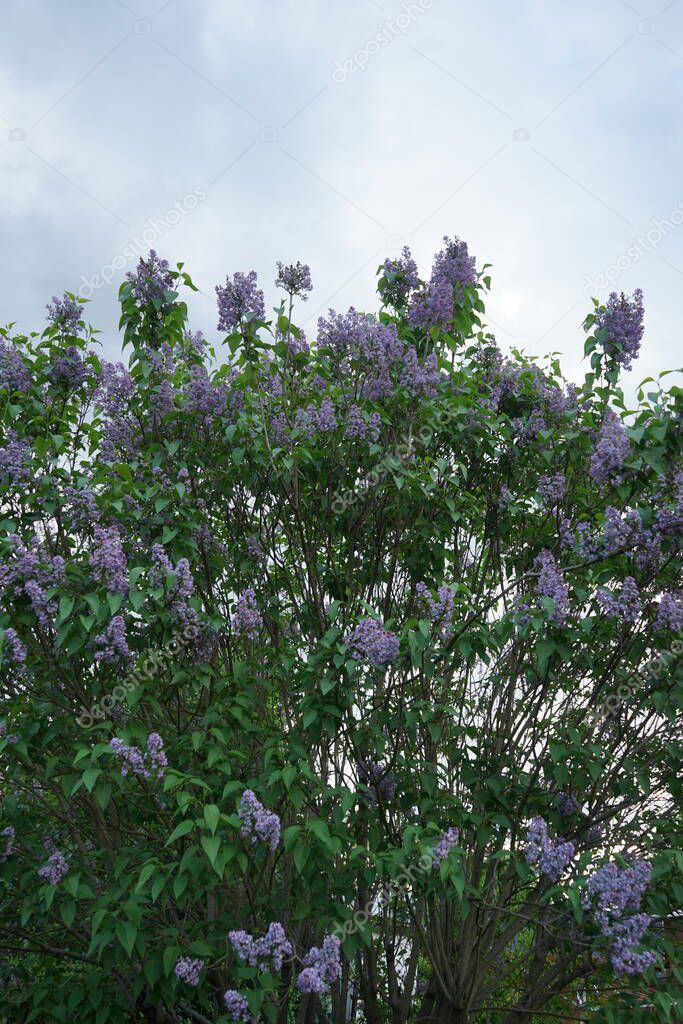 Purple lilac bush in May. Syringa vulgaris, the lilac or common lilac, is a species of flowering plant in the olive family Oleaceae. Berlin, Germany 