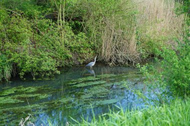 Heron Mayıs 'ta Wuhle nehrinin suyunda. Ardea cinerea balıkçılgiller (Ardeidae) familyasından yırtıcı bir kuş türü. Berlin, Almanya