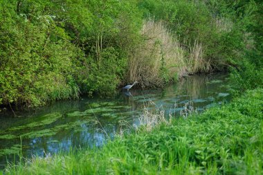 Heron Mayıs 'ta Wuhle nehrinin suyunda. Ardea cinerea balıkçılgiller (Ardeidae) familyasından yırtıcı bir kuş türü. Berlin, Almanya