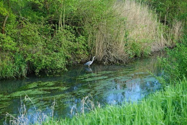 Czapla Wodzie Rzeki Wuhle Maju Czapla Szara Ardea Cinerea Jest — Zdjęcie stockowe