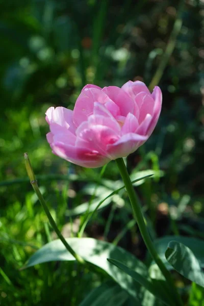 Dvojitý Růžový Tulipán Zahradě Květnu Berlín Německo — Stock fotografie