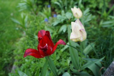 Mayısta bahçede laleler. Berlin, Almanya