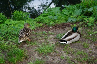 Baharda erkek ve dişi yaban ördekleri Wuhle nehrinin kıyısında otururlar. Berlin, Almanya  