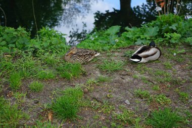 Baharda erkek ve dişi yaban ördekleri Wuhle nehrinin kıyısında otururlar. Berlin, Almanya  