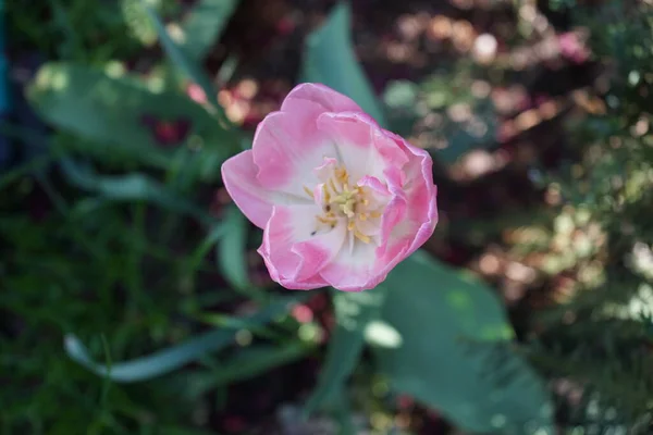 Двойной Розовый Тюльпан Саду Мае Берлин Германия — стоковое фото