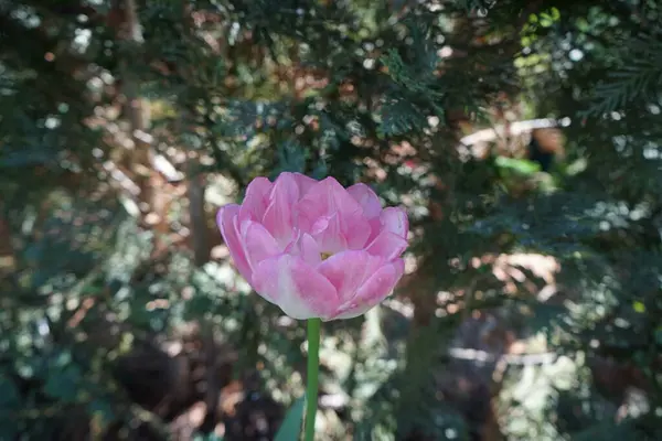 Διπλή Ροζ Τουλίπα Στον Κήπο Τον Μάιο Βερολίνο Γερμανία — Φωτογραφία Αρχείου