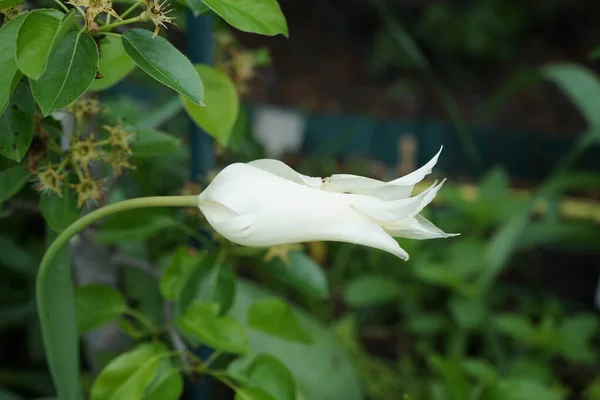 Biały Tulipan Kształcie Lilii Maju Ogrodzie Berlin Niemcy — Zdjęcie stockowe