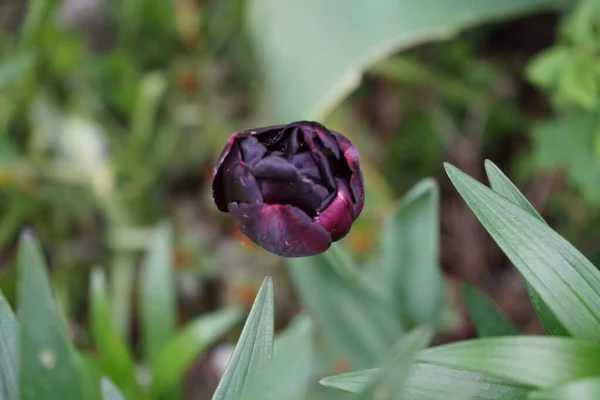 Doble Últimos Tulipanes Héroe Negro Mayo Jardín Berlín Alemania — Foto de Stock