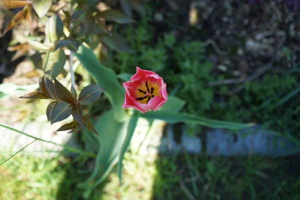 Ροζ Τουλίπα Στον Κήπο Τον Μάιο Βερολίνο Γερμανία — Φωτογραφία Αρχείου