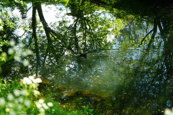 Gallinula Chloropus Auch Als Wasserhuhn Oder Sumpfhuhn Bekannt Ist Eine — Stockfoto