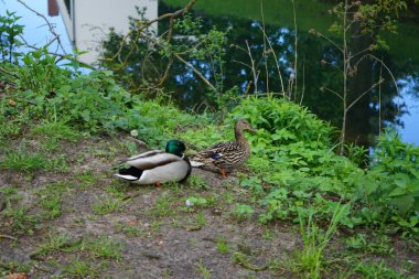 Baharda erkek ve dişi yaban ördekleri Wuhle nehrinin kıyısında otururlar. Berlin, Almanya  