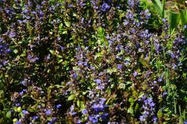 Mayısta bahçede çiçek açan Ajuga sürüngenleri. Ajuga reptans genellikle borazan, mavi borazan, bugleherb, bugleweed, havyar, halı bugleweed, ortak borazan, St. Lawrence bitkisi olarak bilinir. Berlin, Almanya