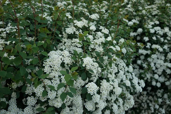 5月に白花を咲かせます スパイレーア スパイレア メドウスイーツ または急峻な茂みは バラ科の低木です ドイツ ベルリン — ストック写真