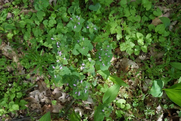 Lamium Confertum Kwitnie Różowe Kwiaty Lesie Wiosną Lamium Pokrzywa Martwa — Zdjęcie stockowe