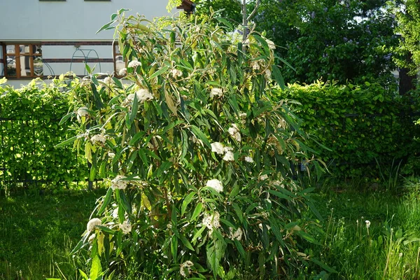Viburnum Rhytidophyllum Das Lederblatt Viburnum Ist Eine Art Von Viburnum — Stockfoto