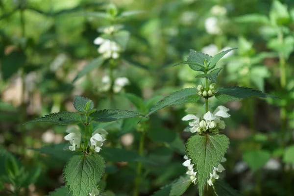 Lamium albümü, lamiaceae familyasından bir çicek bitkisidir. Berlin, Almanya 