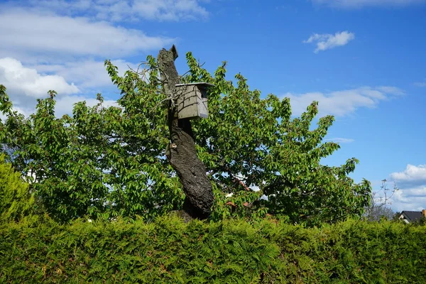 Vogelhäuschen Garten Einem Sonnigen Maitag Berlin Deutschland — Stockfoto