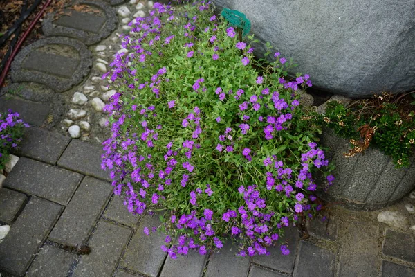 Aubrieta, Violet 'i Mayıs' ta bahçede görmek istiyor. Berlin, Almanya 