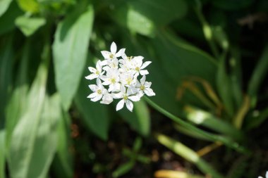 Bahçede mayıs ayında Allium neapolitanum beyaz çiçek açar. Allium neapolitanum, Amaryllis familyasından bir soğan alt familyasıdır. Berlin, Almanya