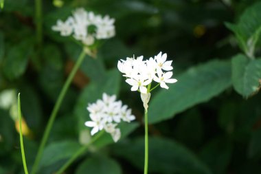 Bahçede mayıs ayında Allium neapolitanum beyaz çiçek açar. Allium neapolitanum, Amaryllis familyasından bir soğan alt familyasıdır. Berlin, Almanya