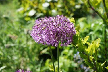 Arı mayıs ayında bahçedeki Allium melezi 